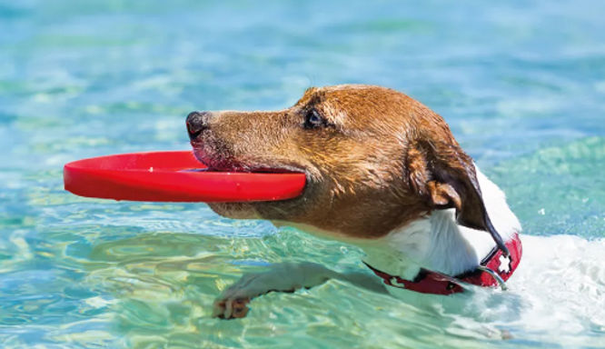 Dierendag: datum, betekenis en ideeën voor 2026 en 2027